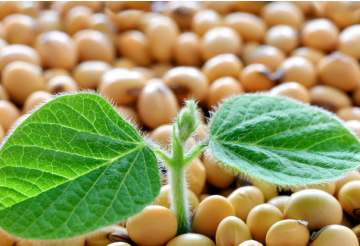 A importância do beneficiamento de sementes para o seu agronegócio