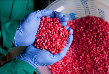 Afinal, você sabe de fato qual a importância do tratamento de semente?